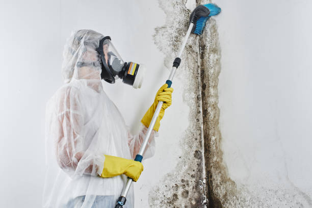 Best DIY Mold Remediation in Freeland, MI